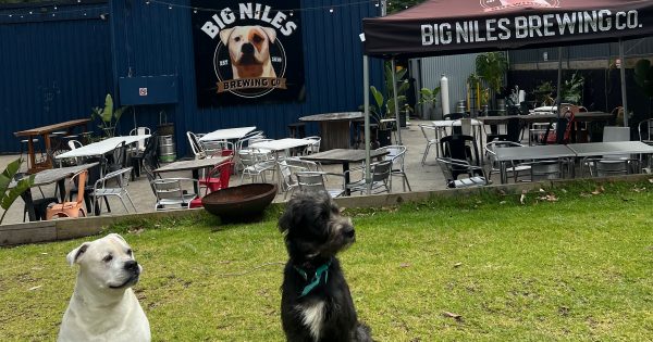 Big Niles taps into the big time with international beer medals