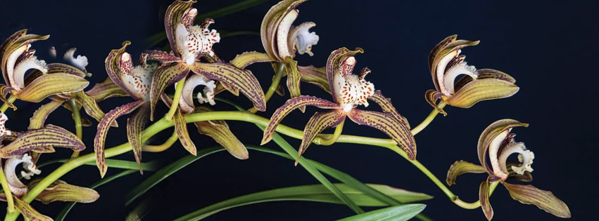 This is your chance to see some prize-winning orchids (and maybe take some home for your own garden). Photo: Milton Ulladulla Orchid Society/Facebook