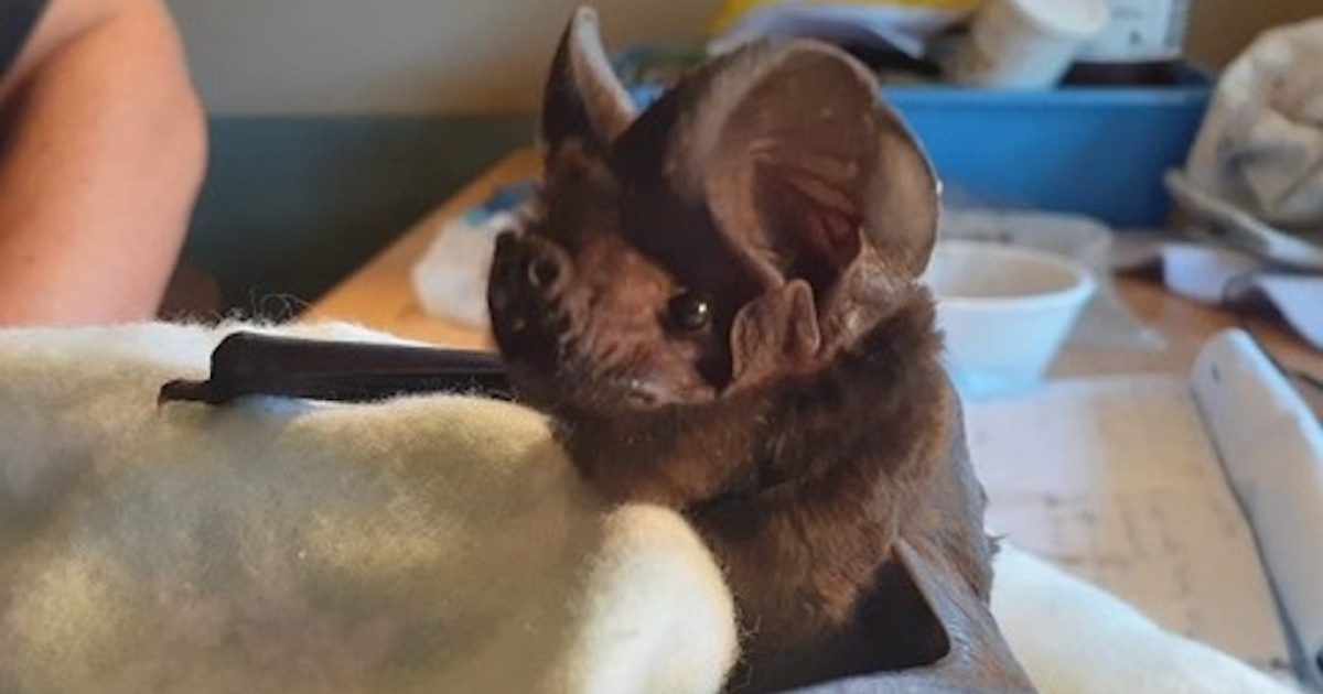 Goulburn’s nightscape teeming with tiny creatures