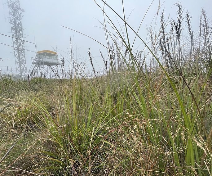 Some clumps of the Budawang's wallaby grass