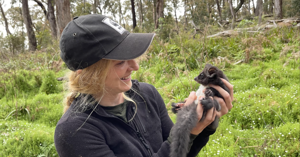 Analysis underway in study tracking marsupial movement in Tallaganda State Forest