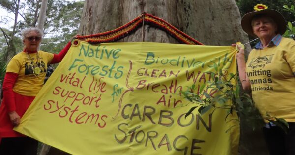 Nannas needle NSW Forestry about the future of world's tallest spotted gum