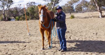 Training tool to assist horse owners remotely