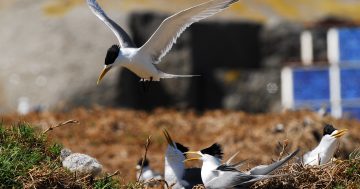 Far South Coast preparing for potential bird flu outbreak in wildlife