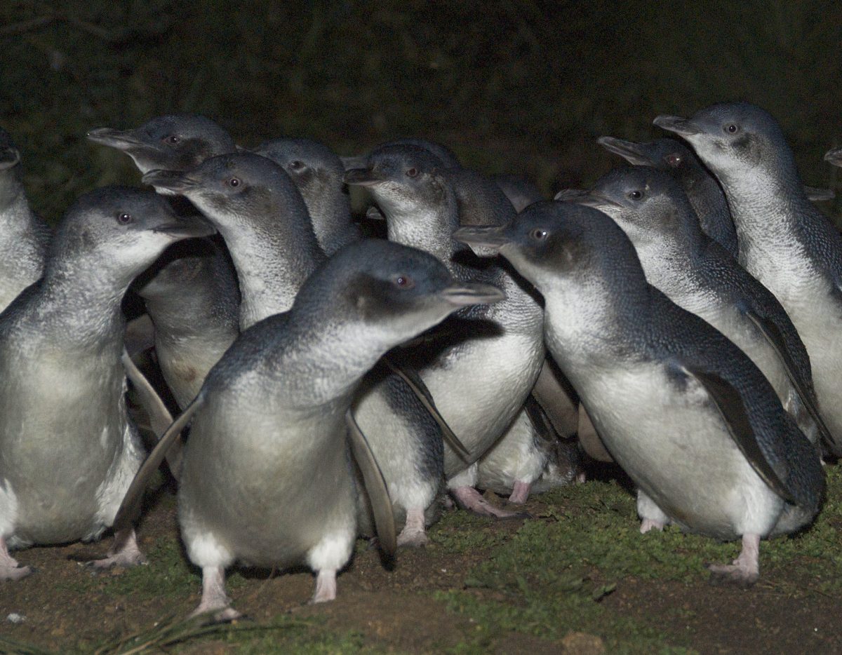 Penguins