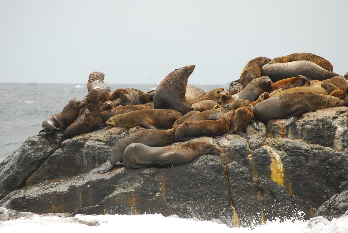 seals