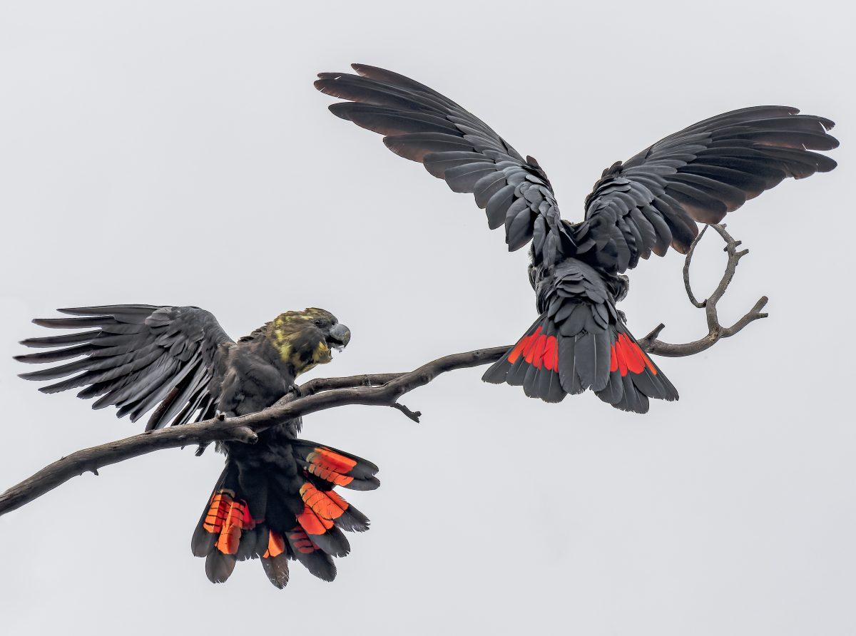 Black cockatoos on a branch