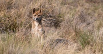 Anxiety over wild dog controls as government looks to change dingo protection status