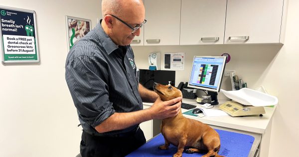 Deadly disease spreading among dogs as vets struggle with vaccine shortages