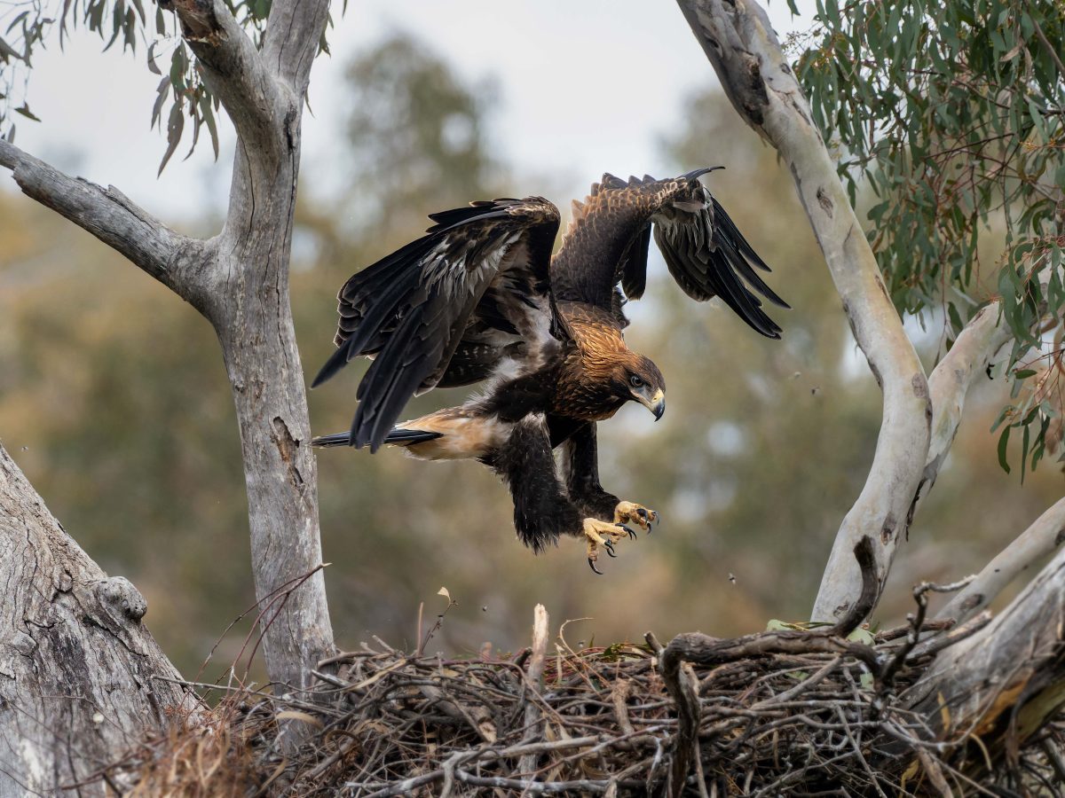 Eagle coming into land in nest