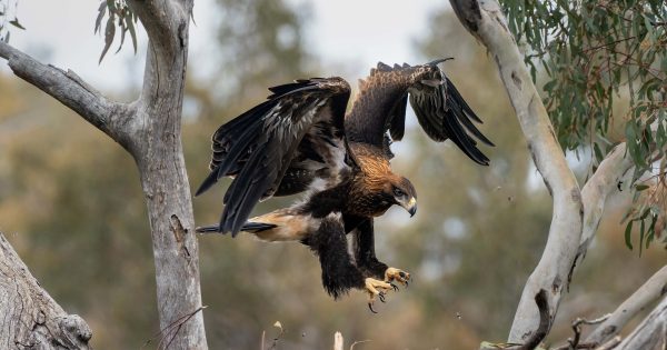 Exhibition featuring the trees and wildlife of the capital region flies into Queanbeyan