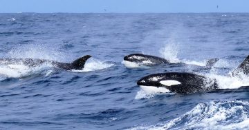 Watch as anglers encounter a huge pod of rare killer whales off Batemans Bay