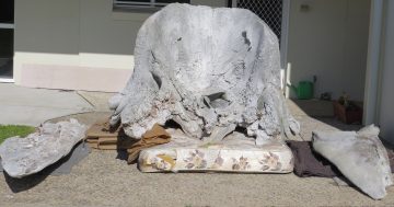 Wandering whale skull makes mysterious return to Eden museum