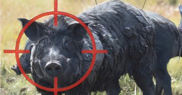 NSW Government seeks pig-hunter-in-chief as things get feral across the state
