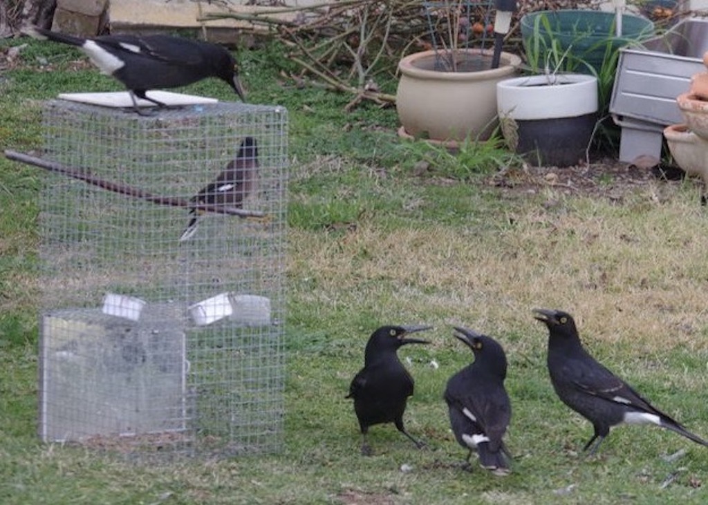 Trapped bird and currawongs