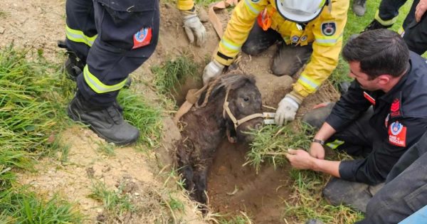 South Coast fire and rescue teams save miniature pony's life