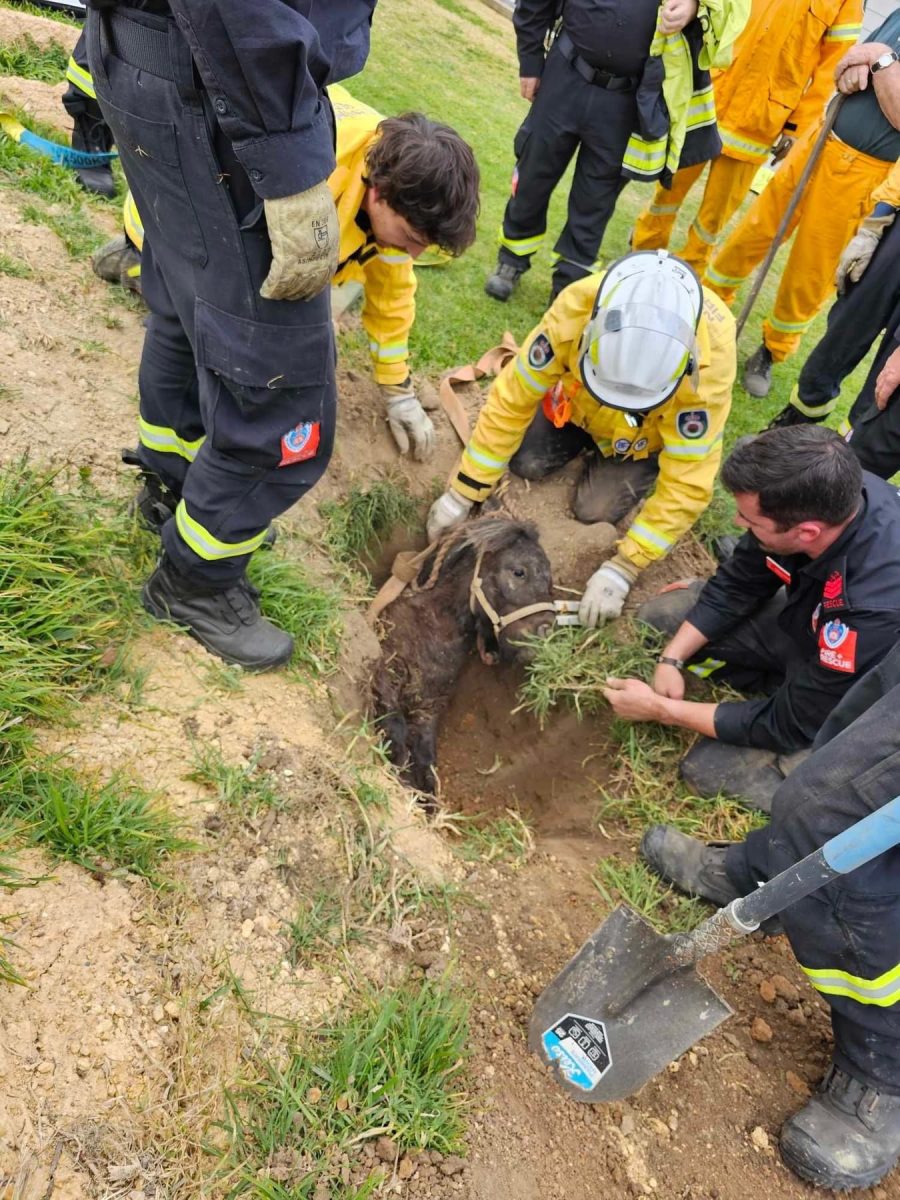Moruya and Bodalla rescue teams work to get Ted the miniature pony out of the hole. 
