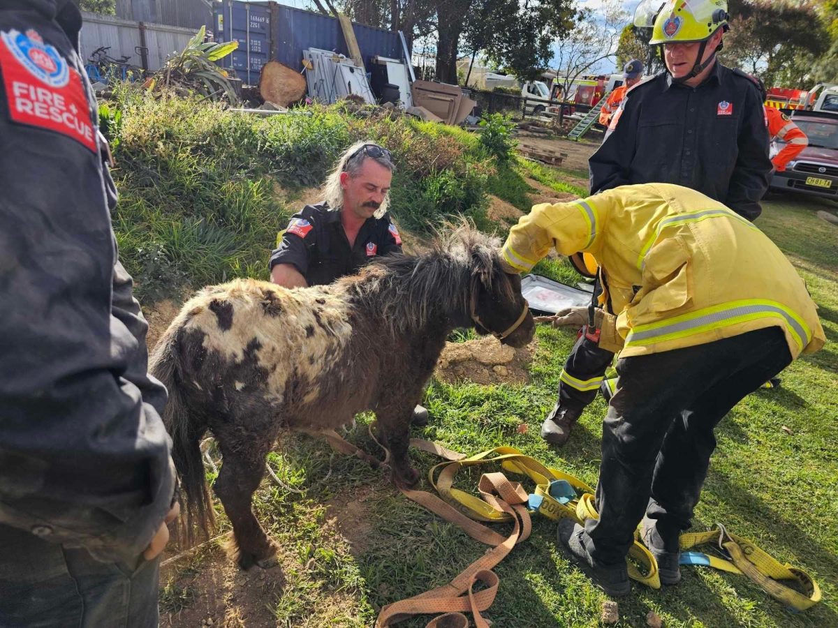 Ted the miniature pony gets the once-over from his rescuers after being lifted out of the hole.