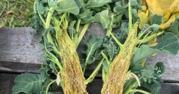 Notes from the Kitchen Garden: getting the nutrients right for spring vegetables
