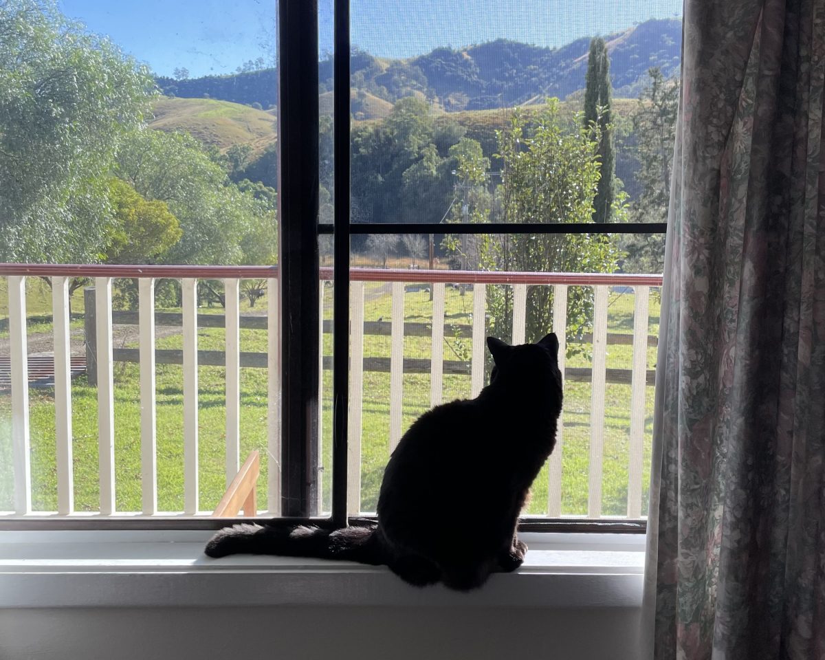 Cat sitting on windowsill inside house