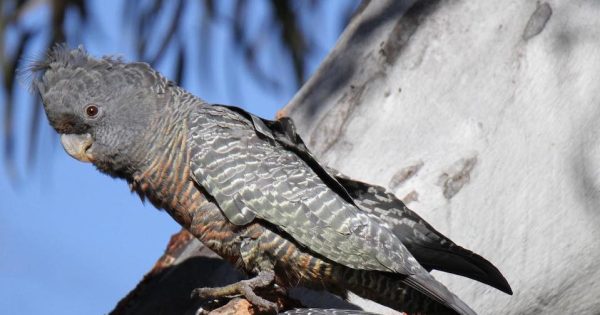 Jess’s journey learning the language of native birds