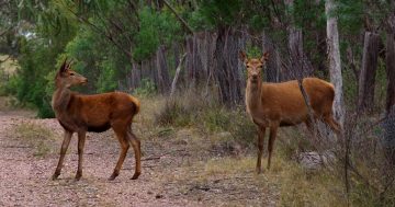 Government launches plan to control growing feral deer population