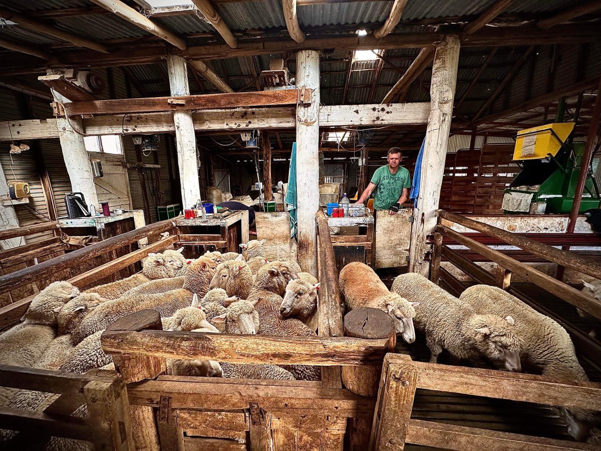 man standing next to flock of sheep in shearing shed