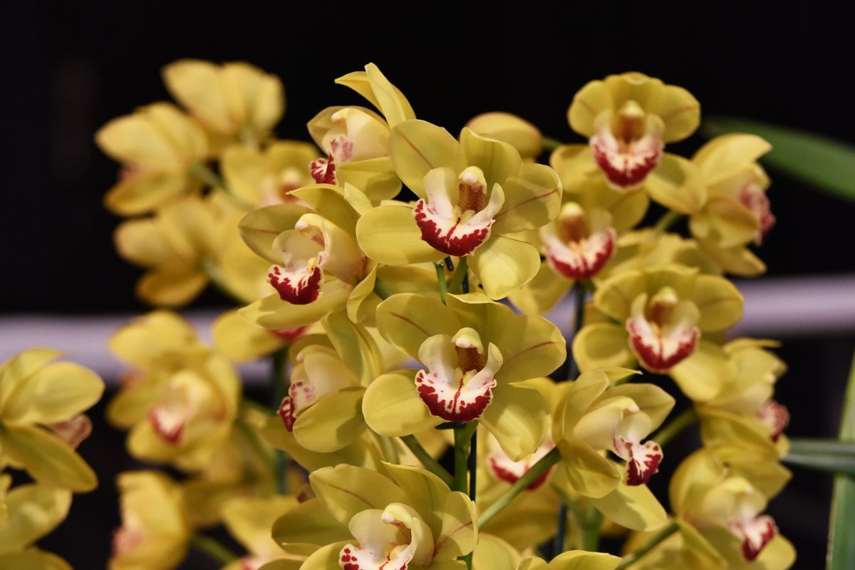 A photo of yellow-coloured orchids with some red on the petals