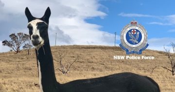Police search for alpacas allegedly stolen from Michelago property