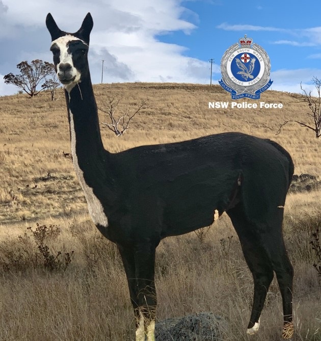 allegedly stolen alpacas