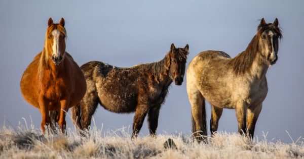 Wild horse future becomes a national question as advocates prepare to rally