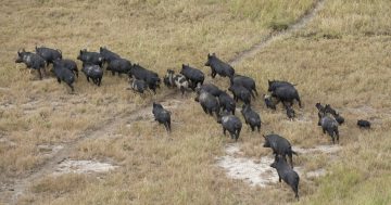 Feral Pig Program shows strong success in its first year