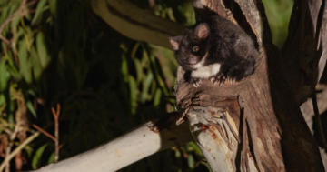 Conservationists demand EPA act after 188 alleged breaches of rule to protect greater gliders