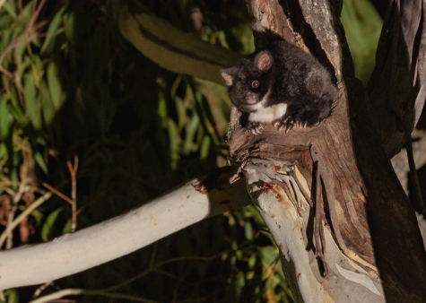 A greater glider spotted in Tallaganda State Forest.