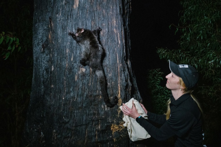 Dr Kita Ashman releases a GPS-collared greater glider in the Tallaganda State Forest. 