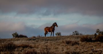 NSW Government sanctions aerial shooting of Kosciuszko's wild horses