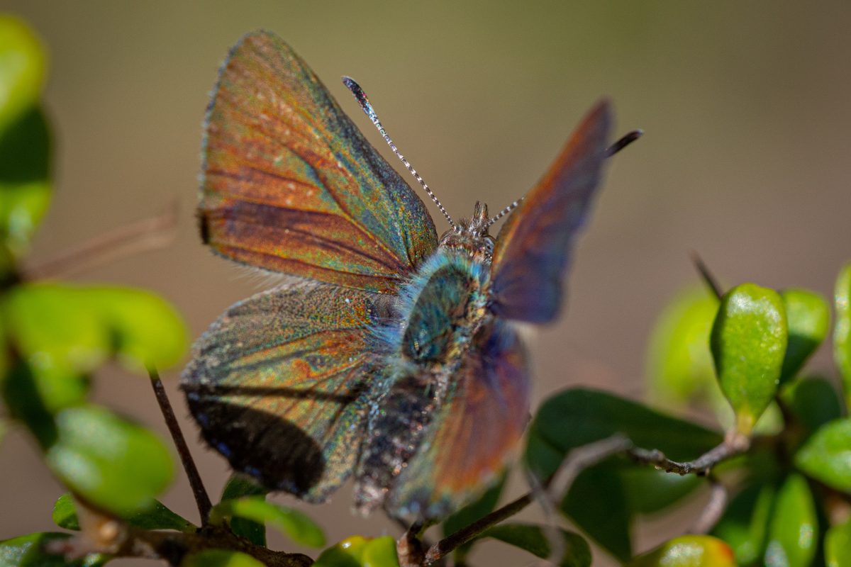 purple copper butterfly