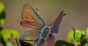 Turn on your antennae to help preserve an endangered butterfly