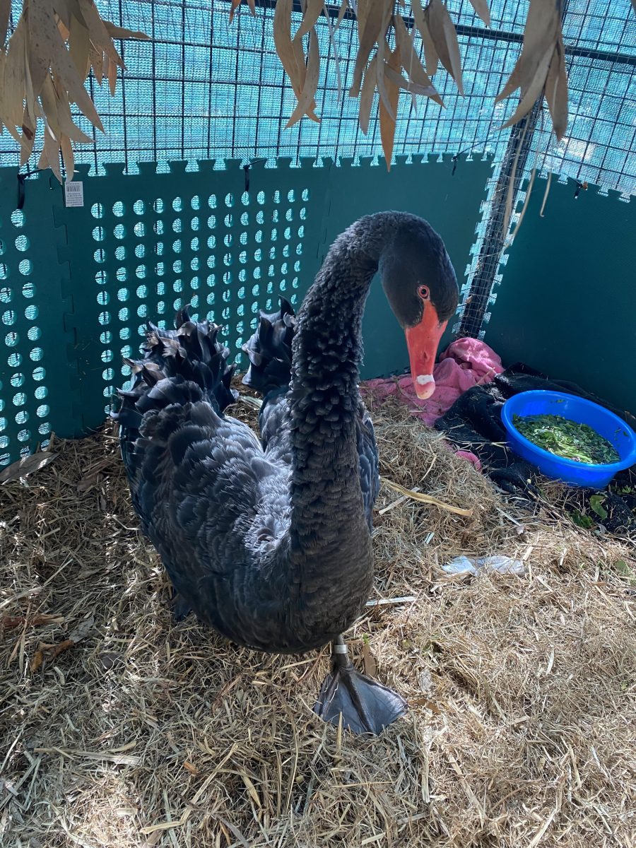 Injured swan