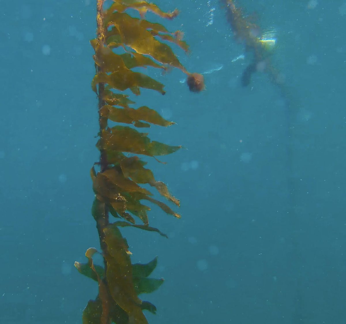 Fifty-six-day-old baby kelp growing on test lines in Twofold Bay NSW