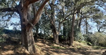 Multi-year funding newest front in fight to save historic trees