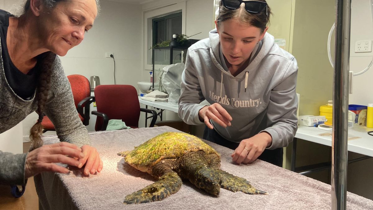 two women with injured sea turtle