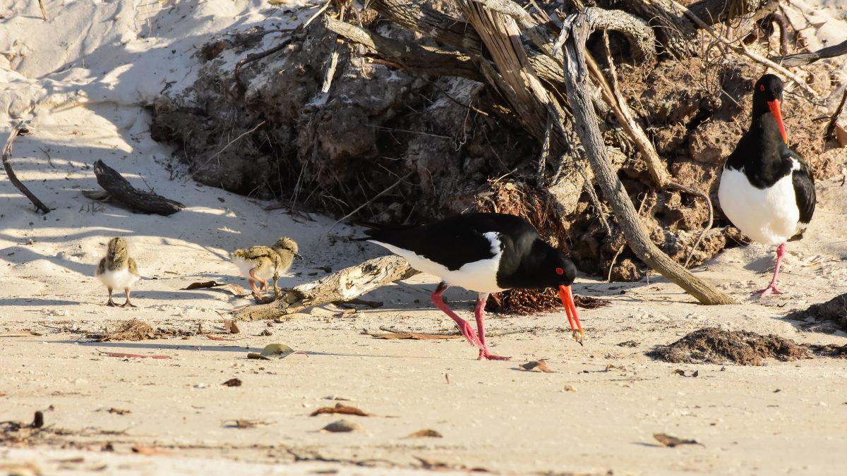 Two adult birds and two chicks on a beach