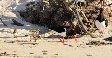 Surprise as season's first shorebird chicks spring up in Jervis Bay