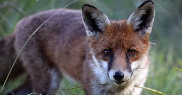 Foxes became a winter windfall for Goulburn sharpshooters
