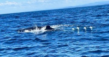 Distress call: Keep an eye out for entangled whale heading south