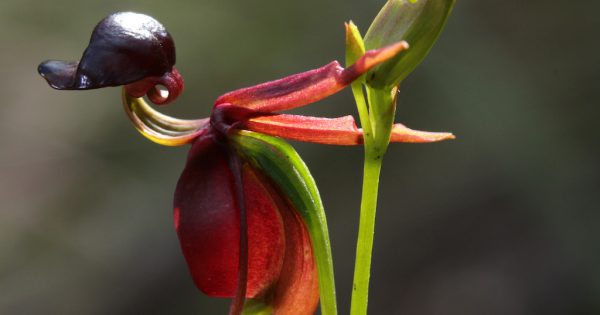 Goulburn exhibition will reveal beauty of rare, dainty native orchids