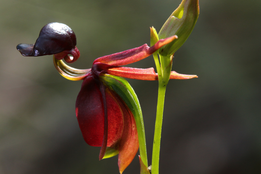 Orchids like the Flying Duck are among the most beautiful and mysterious of all Australian native flowering plants.