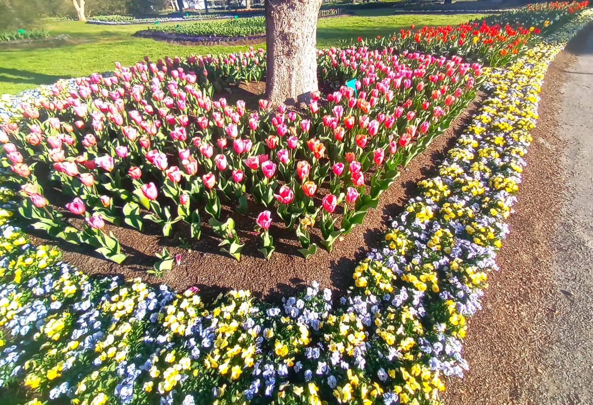 Flowers of different colours planted in neat rows