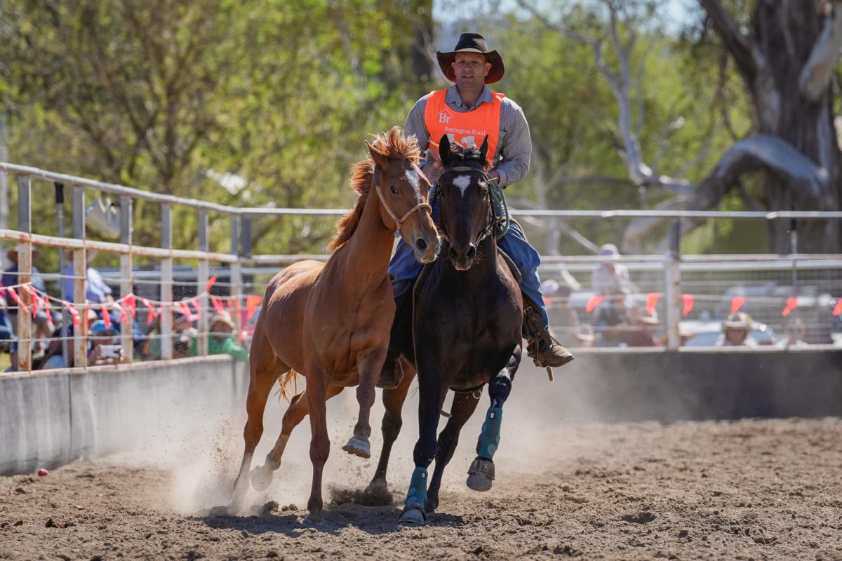 A man on horseback in a horse arena with a wild horse he has just caught